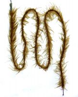 Weedy Leader brown 100cm