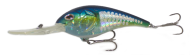 American Shad 