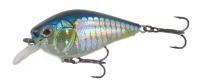 American Shad 