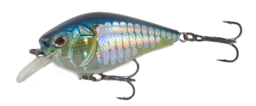 American Shad 